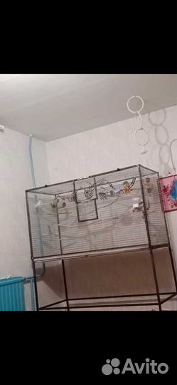 Корелла и какарик