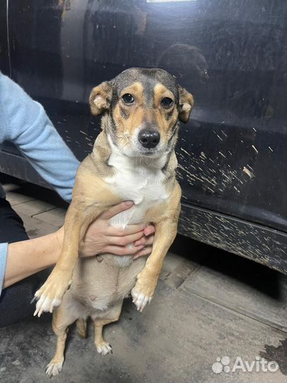 Потерялась собака