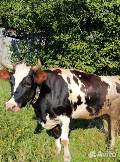 Коровы, телята