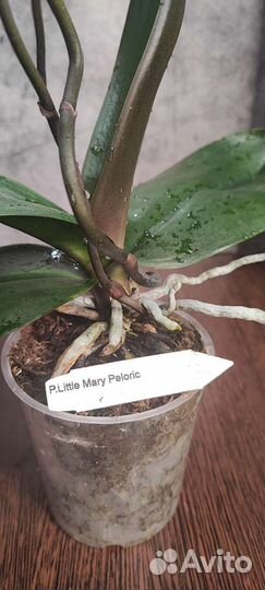 Орхидея фаленопсис Little Mary Peloric