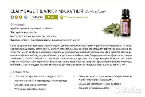 Шалфей мускатный