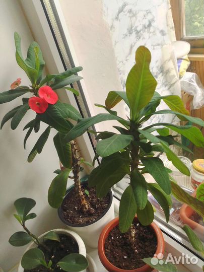 Молочай миля крупноцветковый