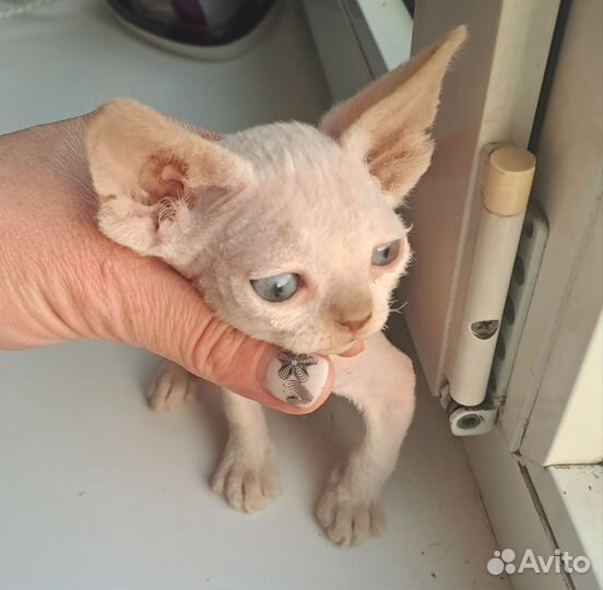 Мальчики WCF Девон-рекс