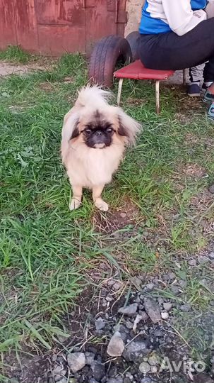 Вязка пекинес