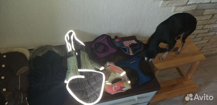 Одежда для собаки мелкой породы