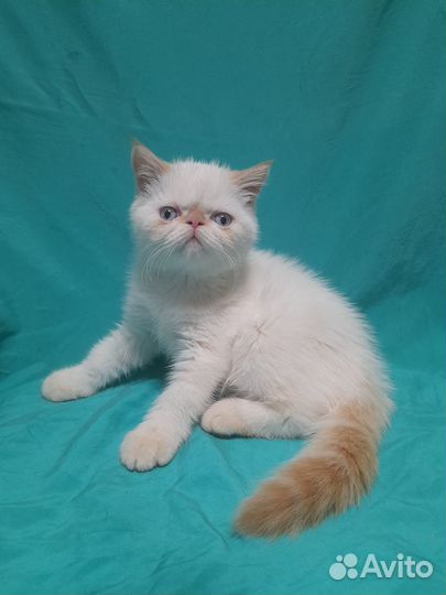 Продажа котенка