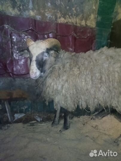 Баран на племя