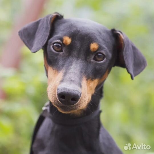 Немецкий пинчер