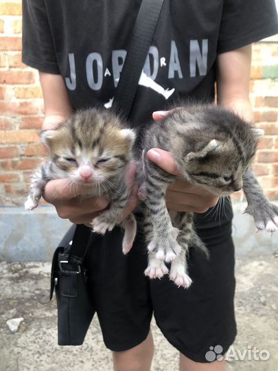 Котята