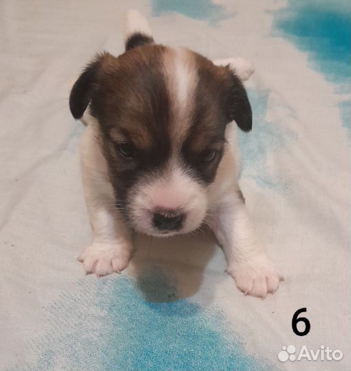 Щенки джек Рассел терьер