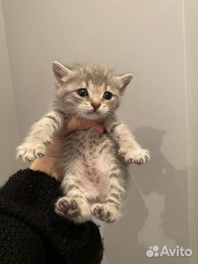 Кошка в дар бесплатно