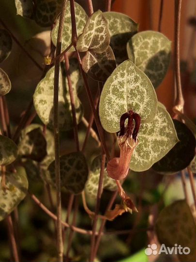 Церопегия Вуда