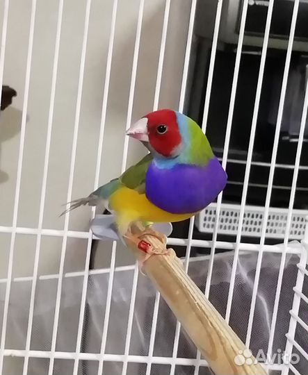 Амадин гульда