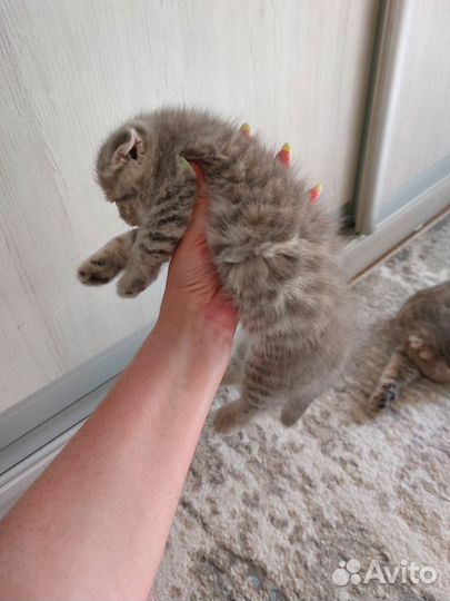 Шотландский вислоухий котик