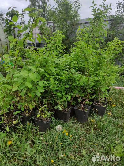 Жасмин махровый Комсомолец