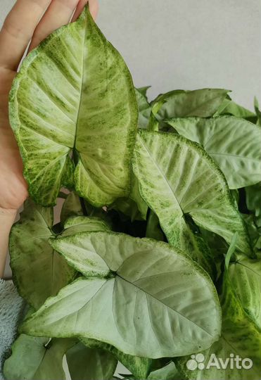 Сингониум Белая Бабочка (White Butterfly)