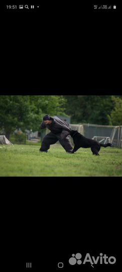 Дрессировка собак кинолог