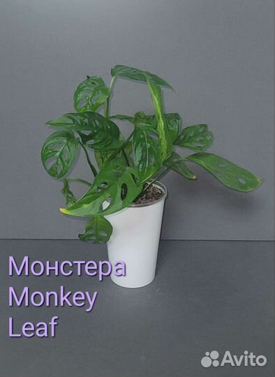 Монстера Monkey Leaf