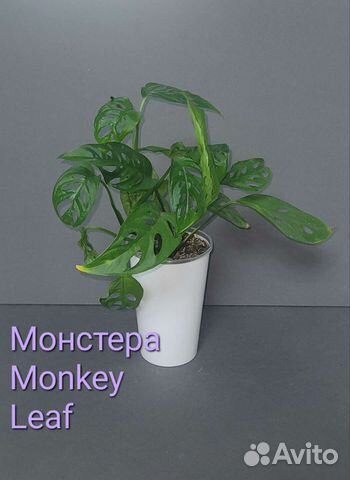 Монстера Monkey Leaf