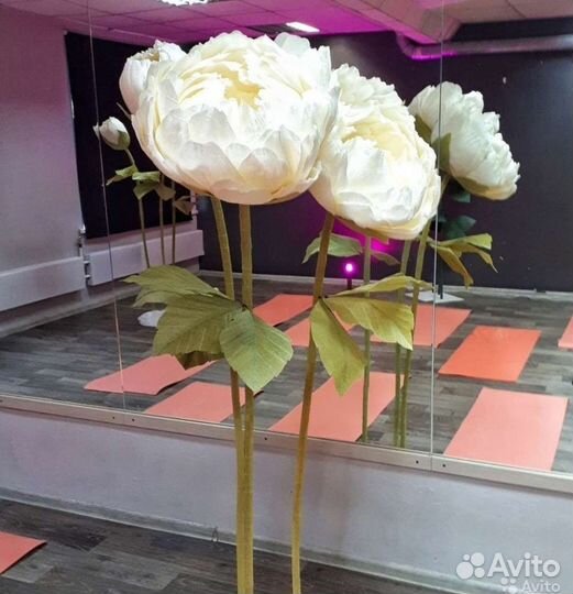 Ростовые цветы. Пионы