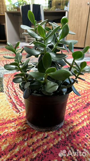 Крассула толстянка, денежное дерево