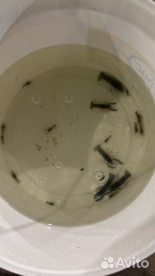 Австралийский рак