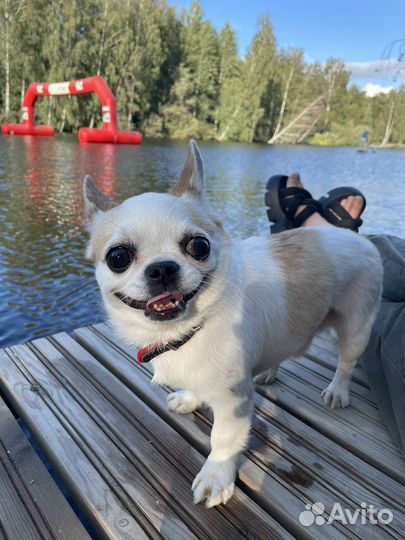 Вязка кобель чихуахуа