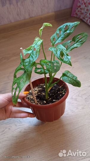 Монстера адансона вариегатная