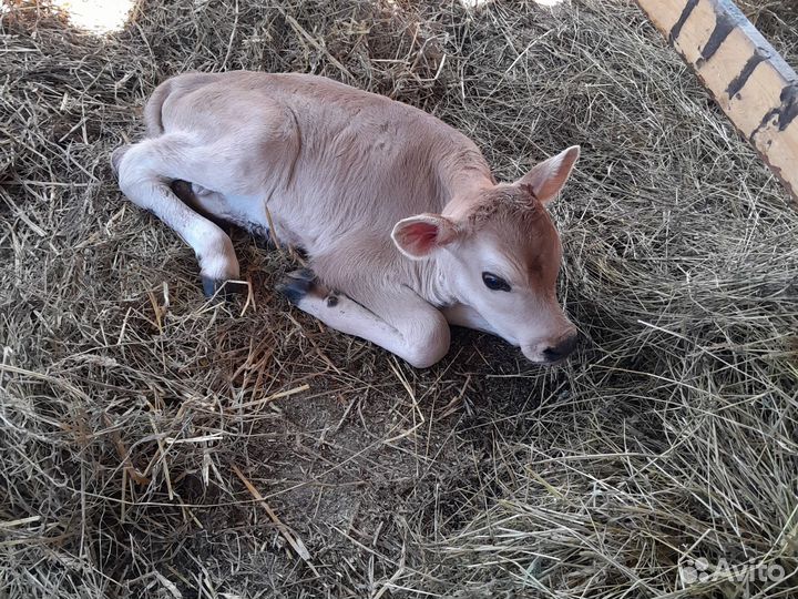 Работник на ферму с проживанием