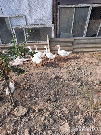 Гуси и индоутки