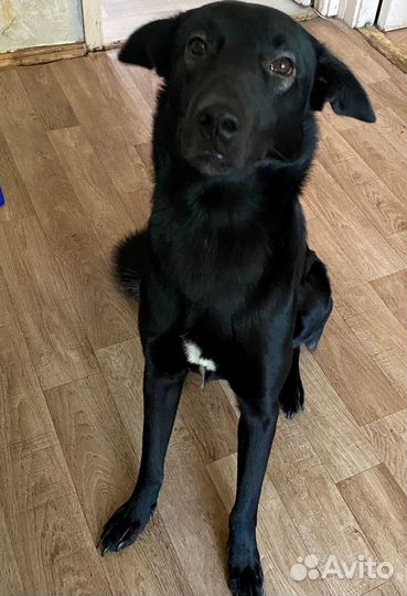 Собака в добрые руки