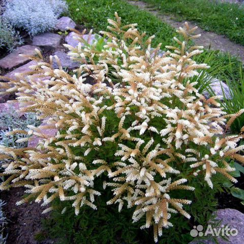 Волжанка петрушколистная Noble Spirit