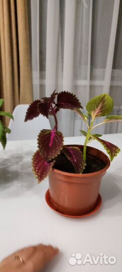 Комнатная мята Колеус