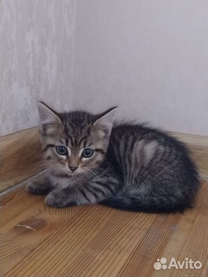 Кошка в дар