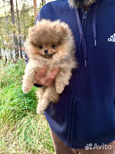 Шпиц пом девочка мини