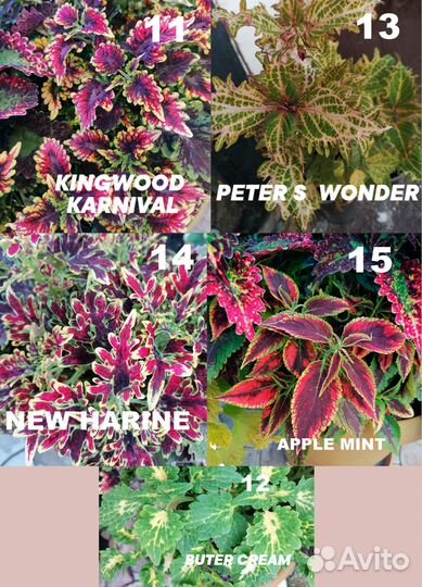 Колеусы вегетативные