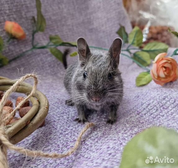 Чилийская белка Дегу разных окрасов