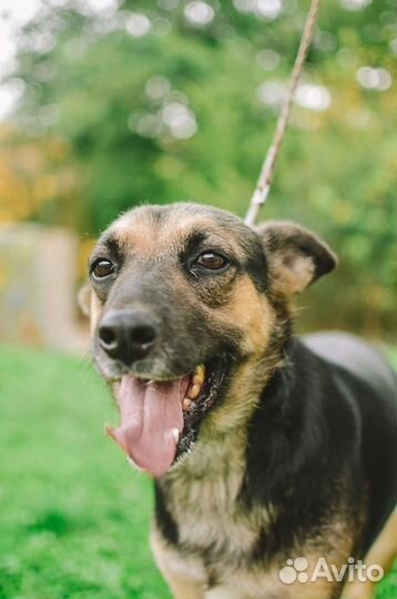 Собака в добрые руки