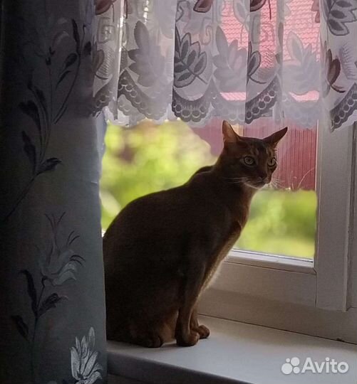 Передержка домашняя