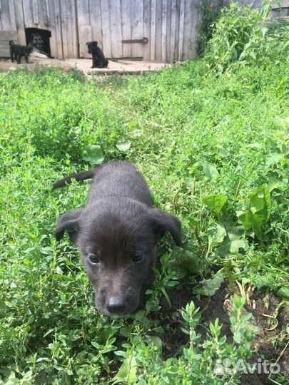 Щенок в добрые руки