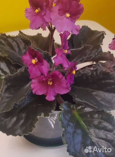 Фиалки цветущие, пасынки, детки