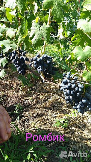 Черенки винограда