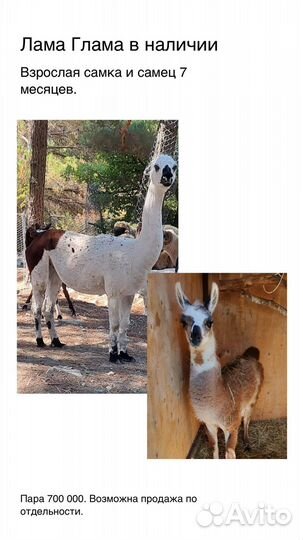 Копытные, керри хилл, олени и другие