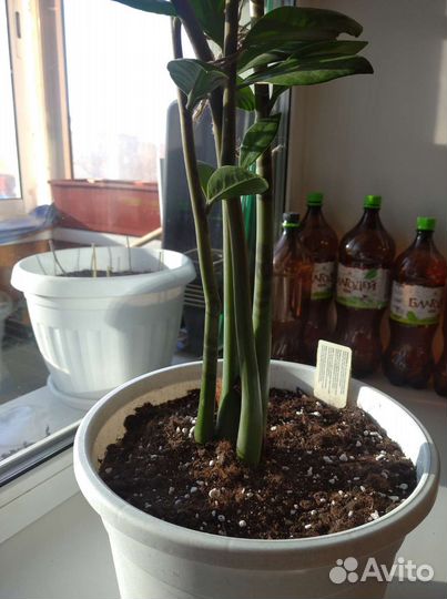 Замиокулькас