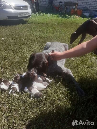 Собаки щенки