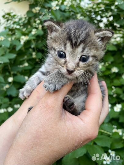 Котята бесплатно