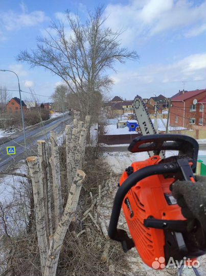 Спил деревьев