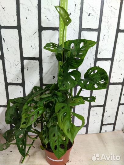 Монстера Манки