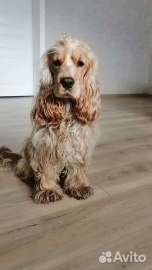 Английский кокер спаниель