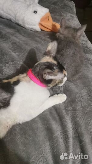 Донской сфинкс браш котята